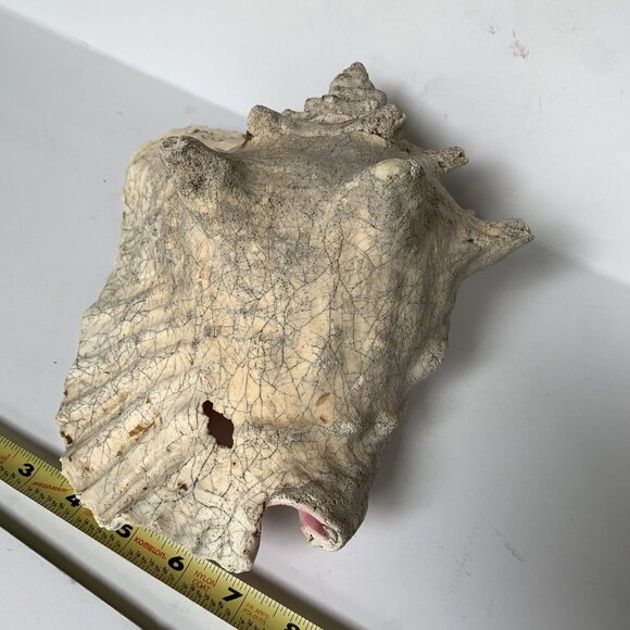 Large Conch Shell Unknown Type 9" - Picture 5 of 8